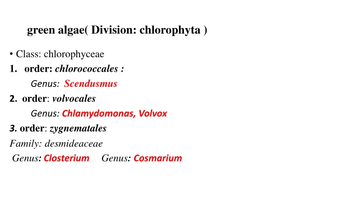 green algae division chlorophyta