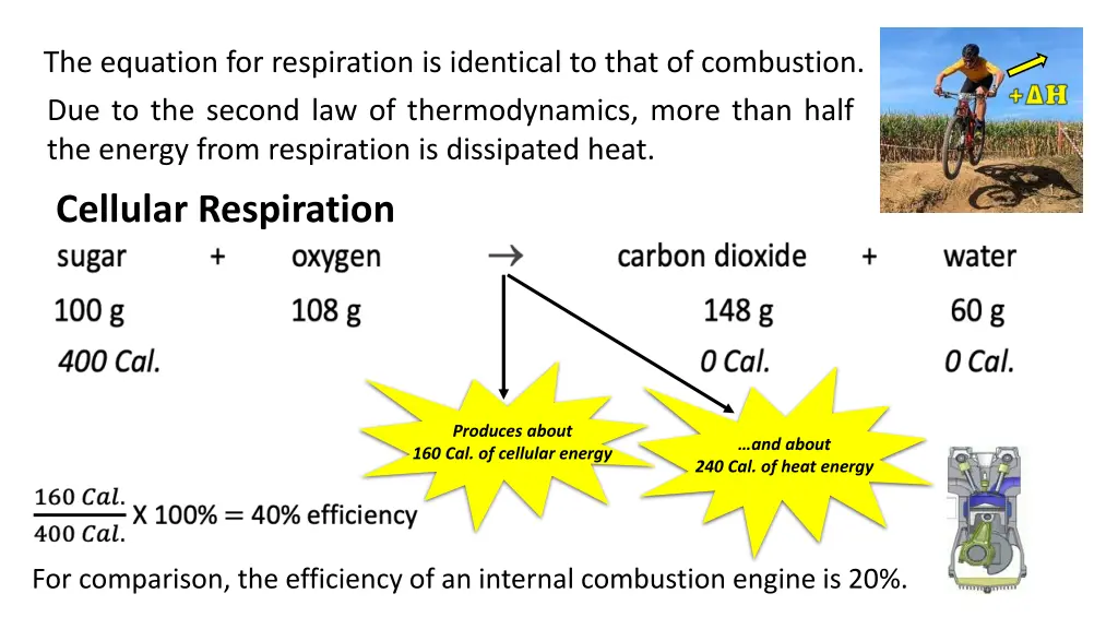 the equation for respiration is identical to that