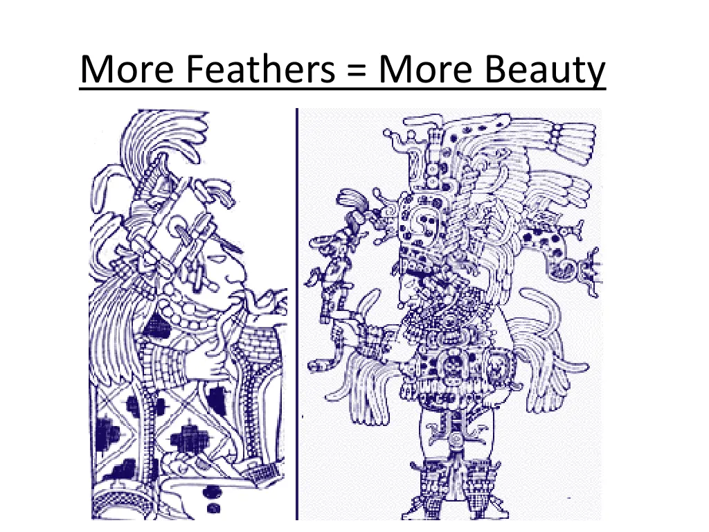 more feathers more beauty