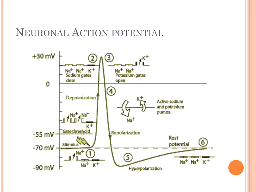 n euronal a ction potential