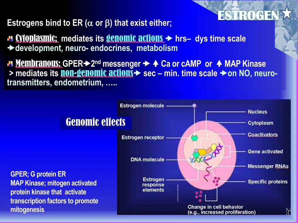estrogen 1