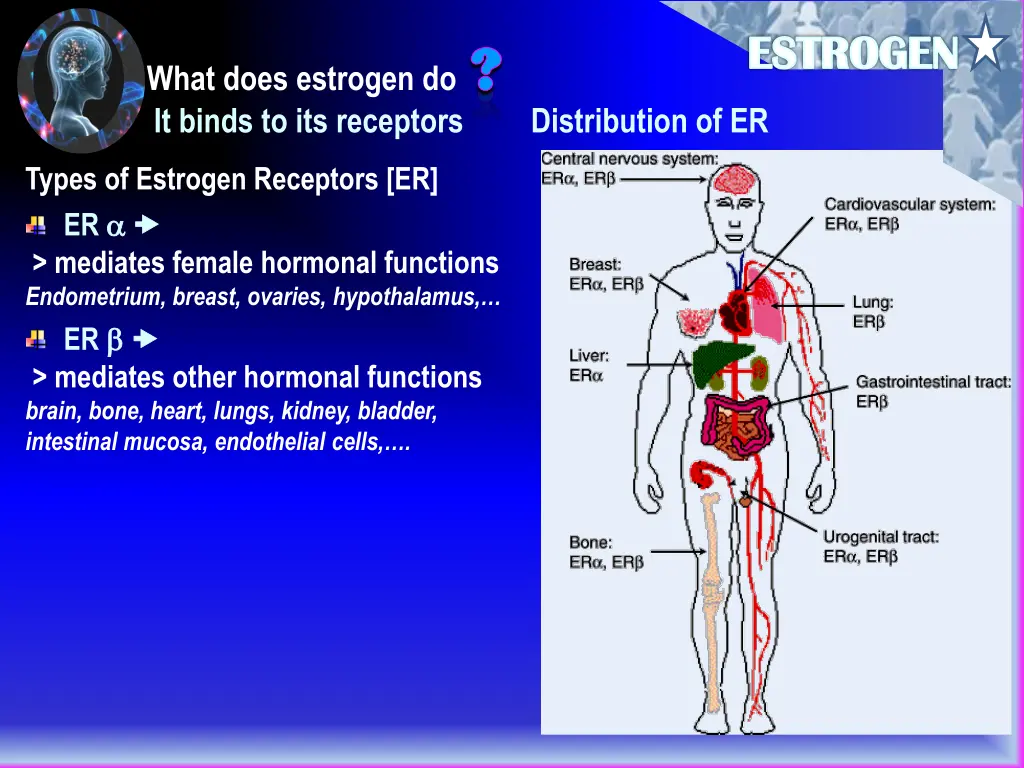 estrogen
