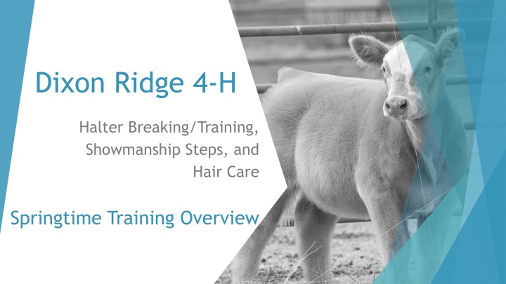 dixon ridge 4 h
