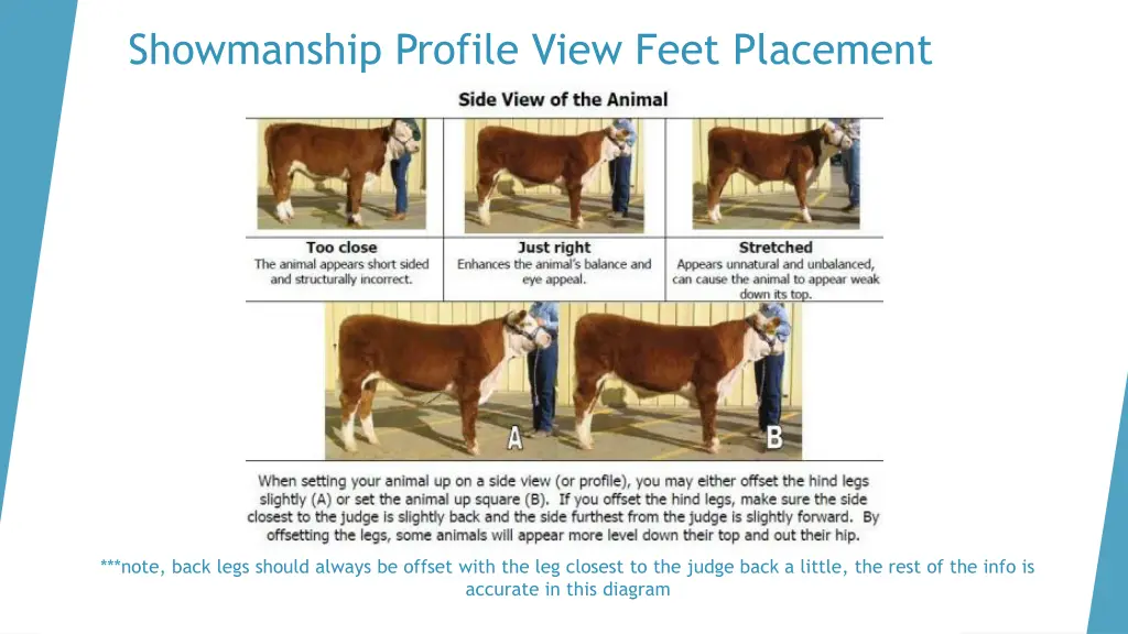 showmanship profile view feet placement