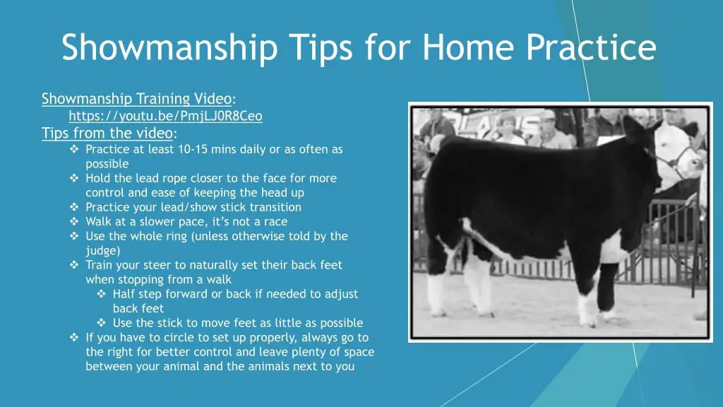 showmanship tips for home practice