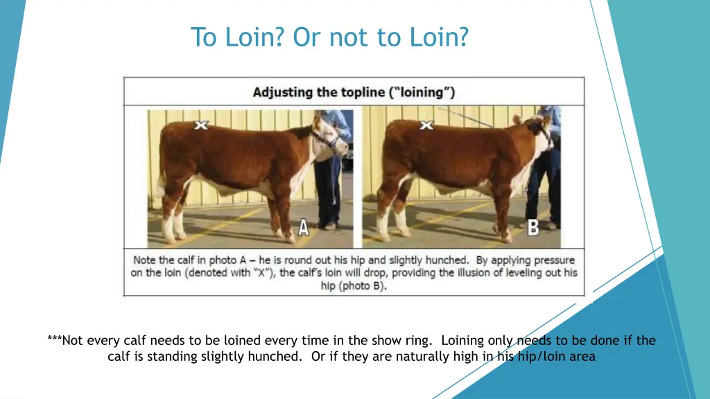 to loin or not to loin