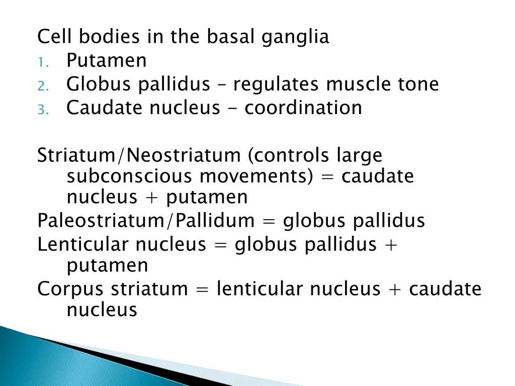 cell bodies in the basal ganglia 1 putamen
