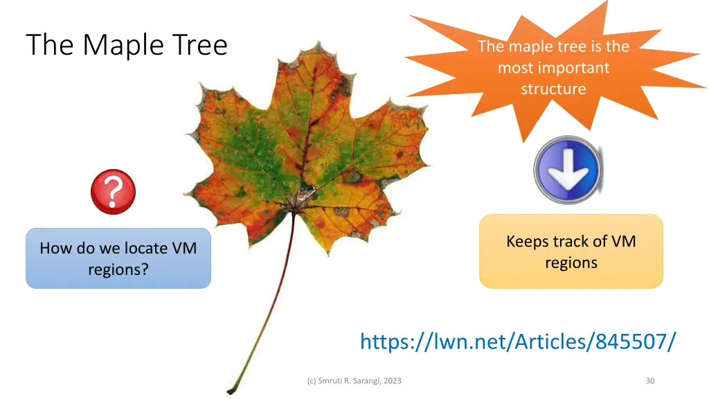 the maple tree