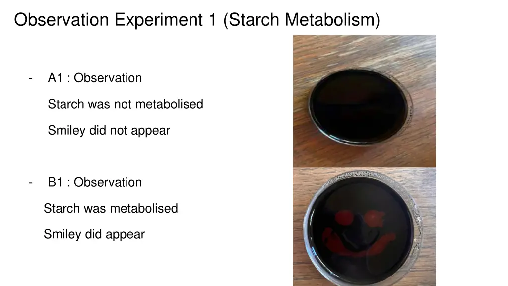 observation experiment 1 starch metabolism