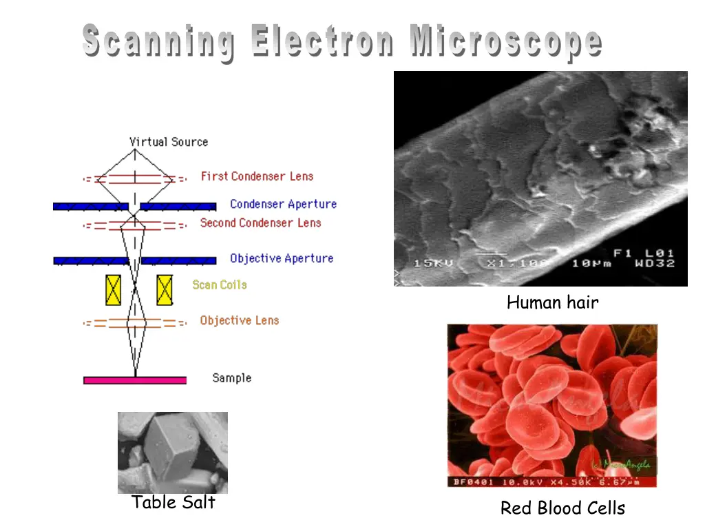 scanni ng el ectr on m i cr oscope