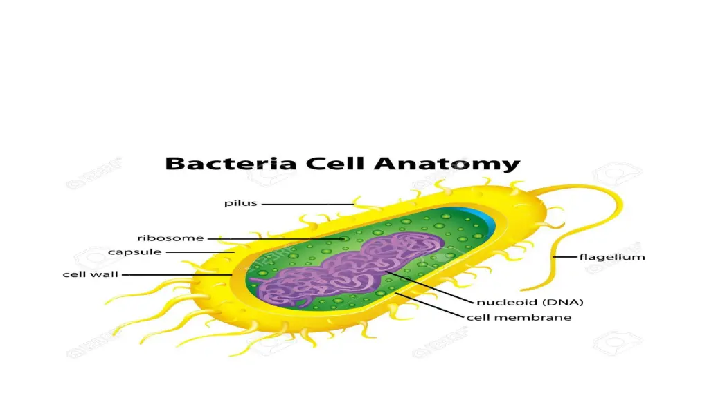 image result for anatomy cell structure 1
