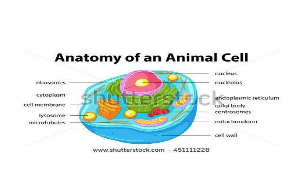 image result for anatomy cell structure