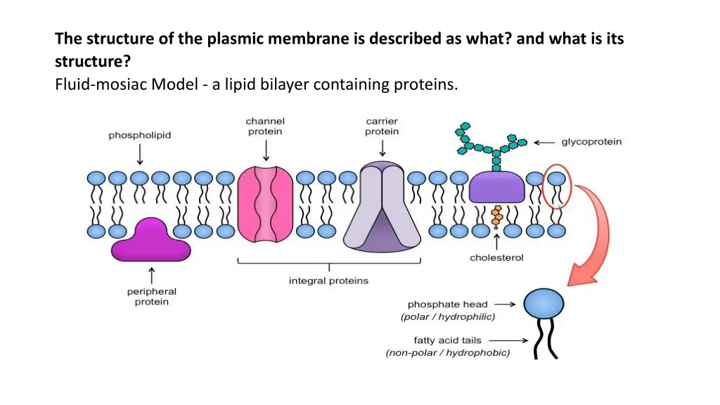 the structure of the plasmic membrane