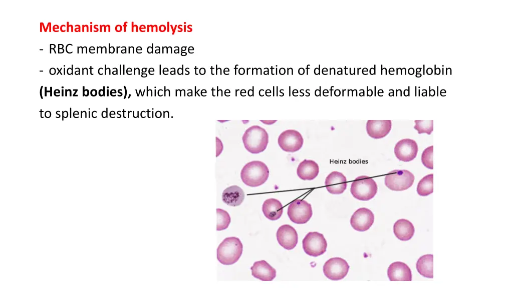 mechanism of hemolysis rbc membrane damage