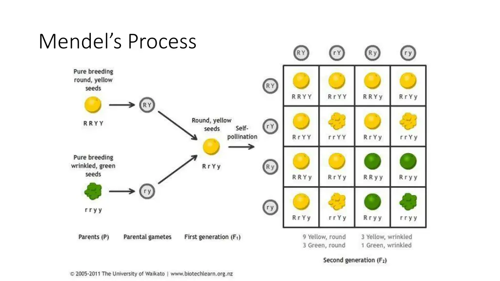 mendel s process