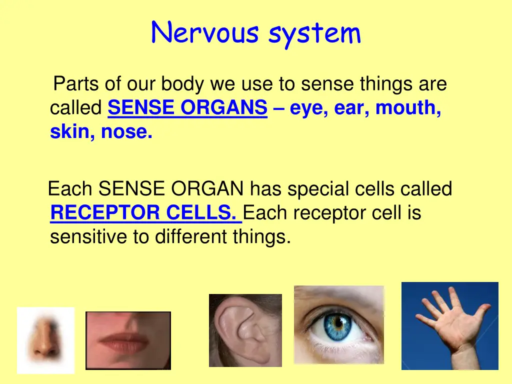nervous system