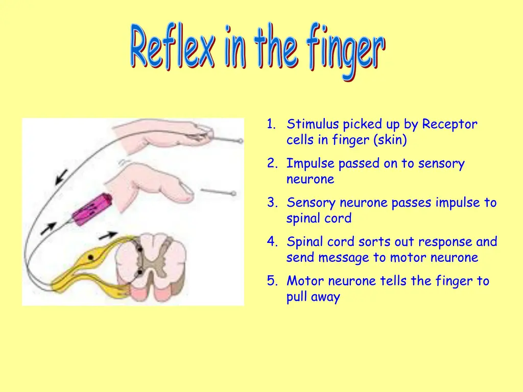reflex in the finger