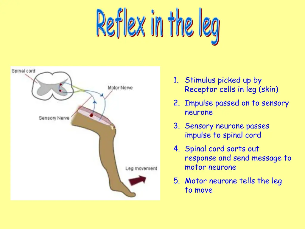 reflex in the leg