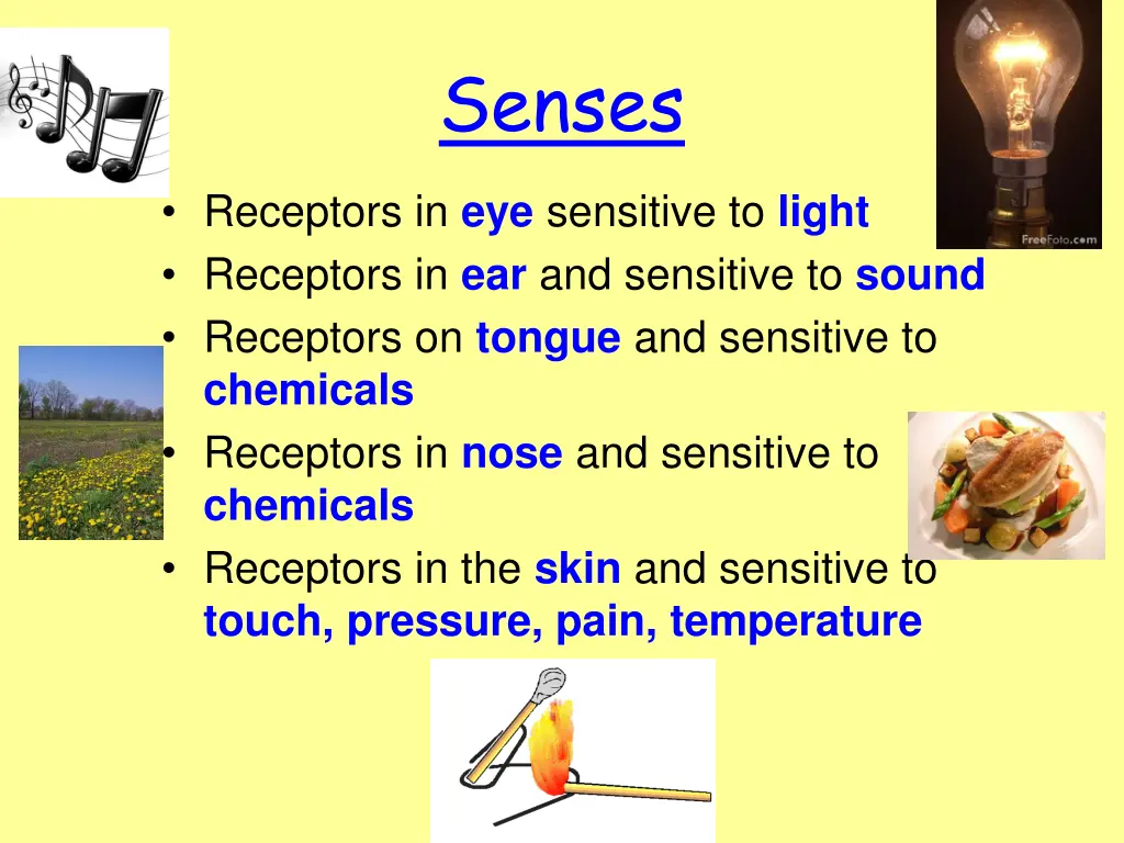 senses