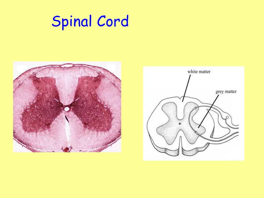 spinal cord