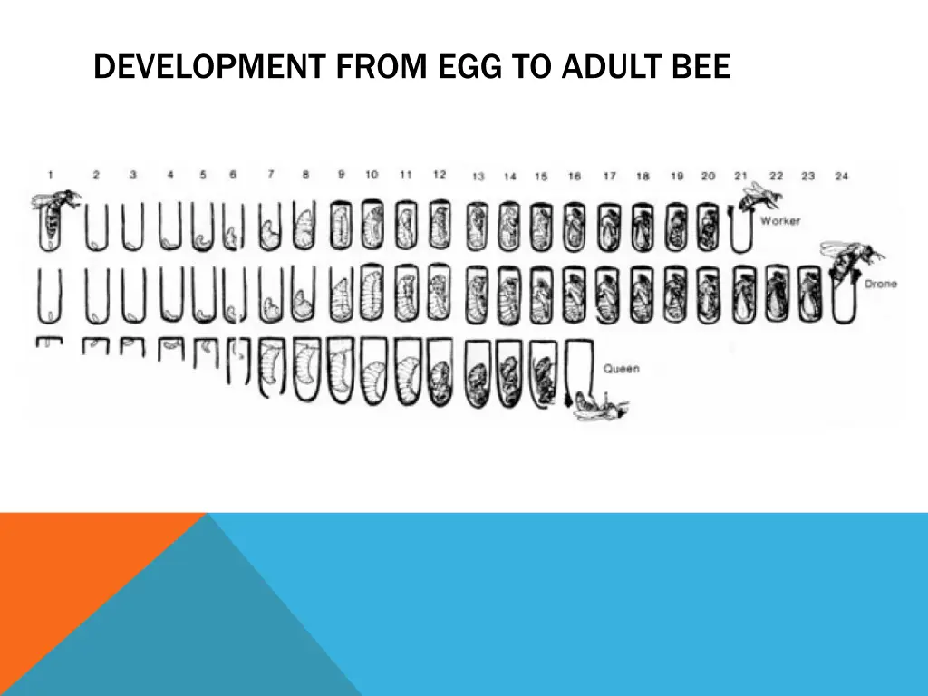 development from egg to adult bee