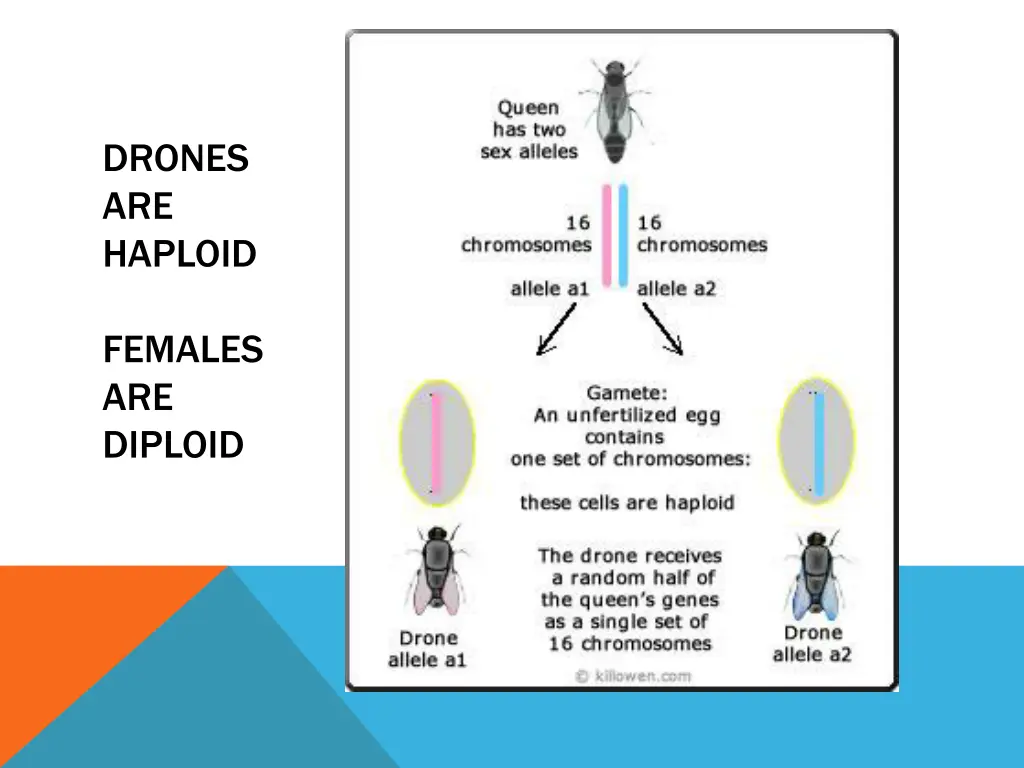 drones are haploid