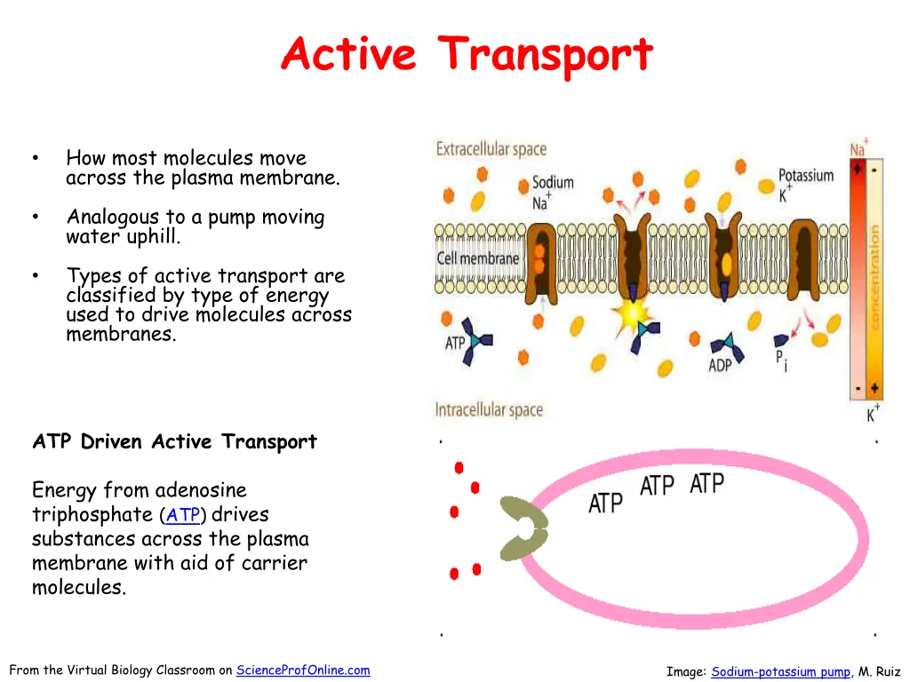 active transport