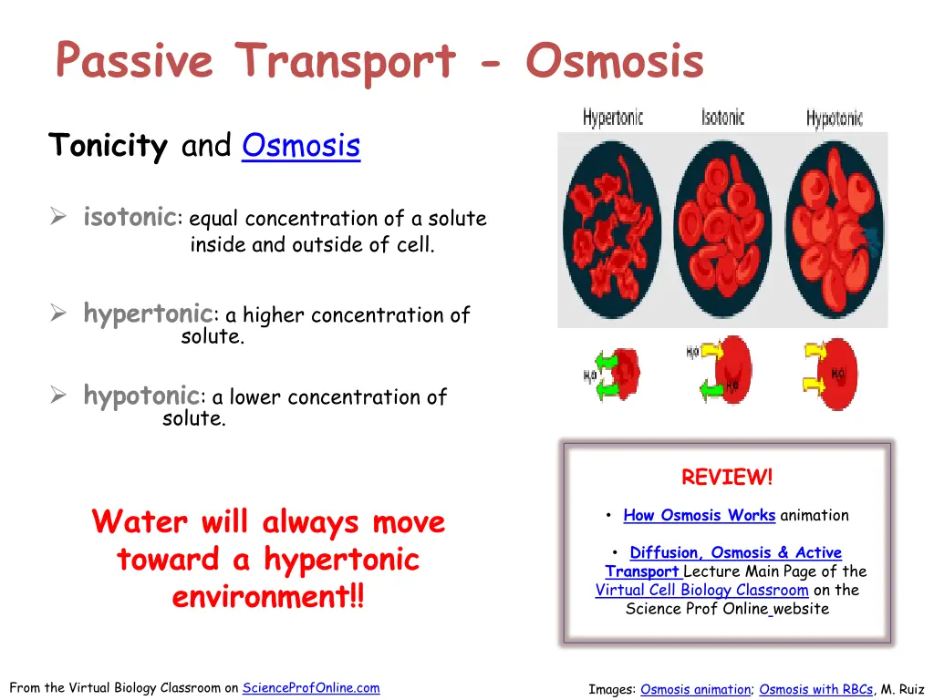 passive transport osmosis 1