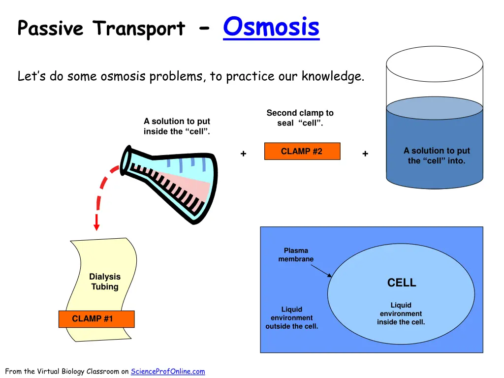 passive transport osmosis 2