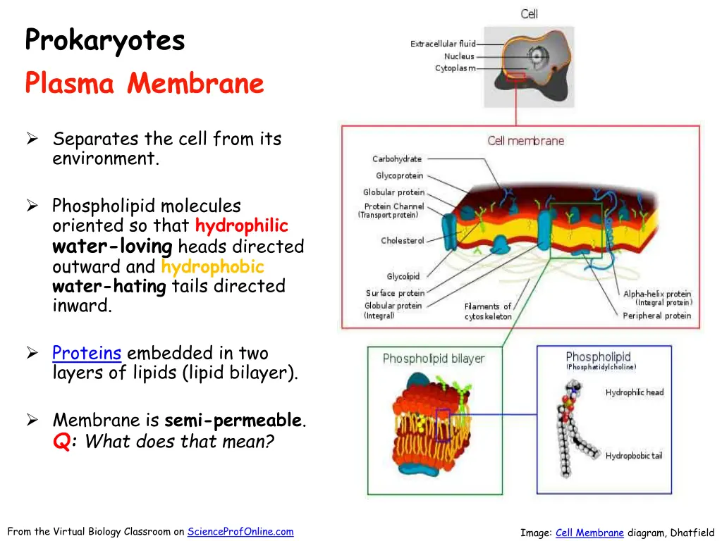 prokaryotes plasma membrane