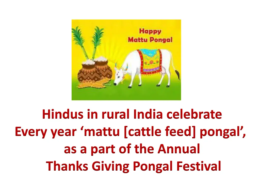hindus in rural india celebrate every year mattu