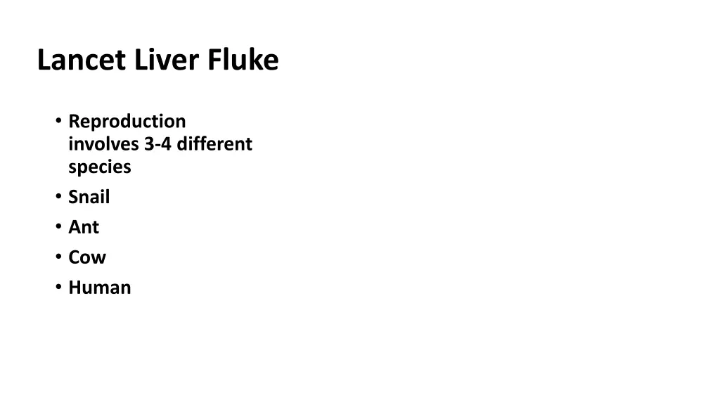 lancet liver fluke