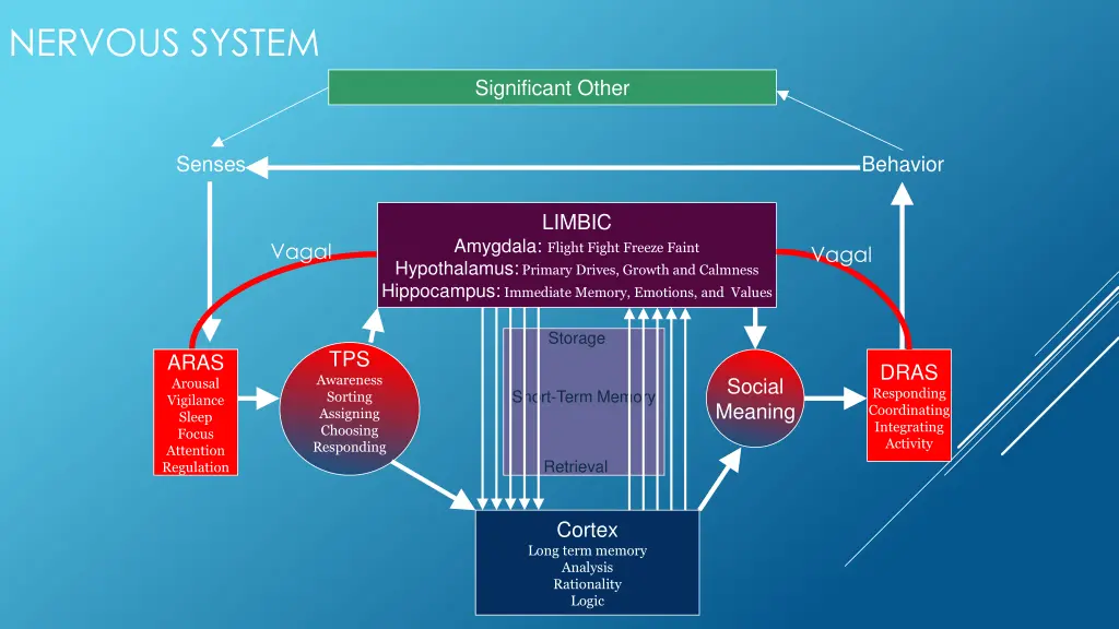 nervous system