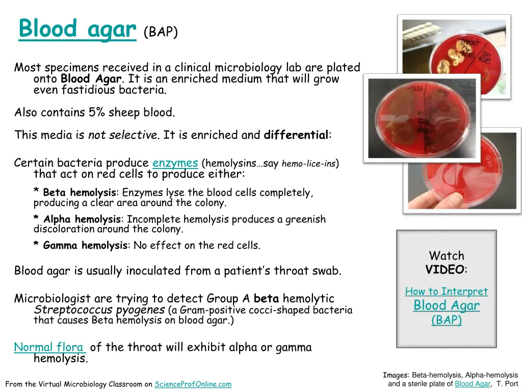 blood agar bap
