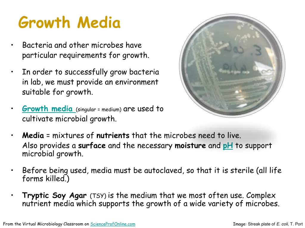 growth media