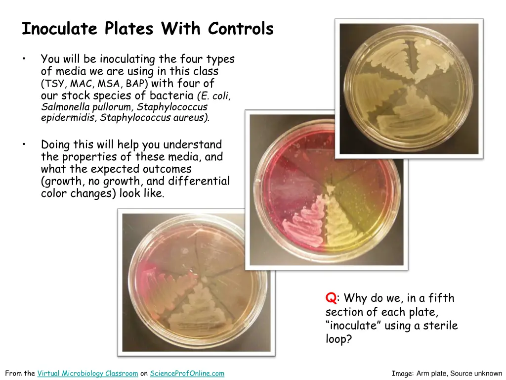 inoculate plates with controls