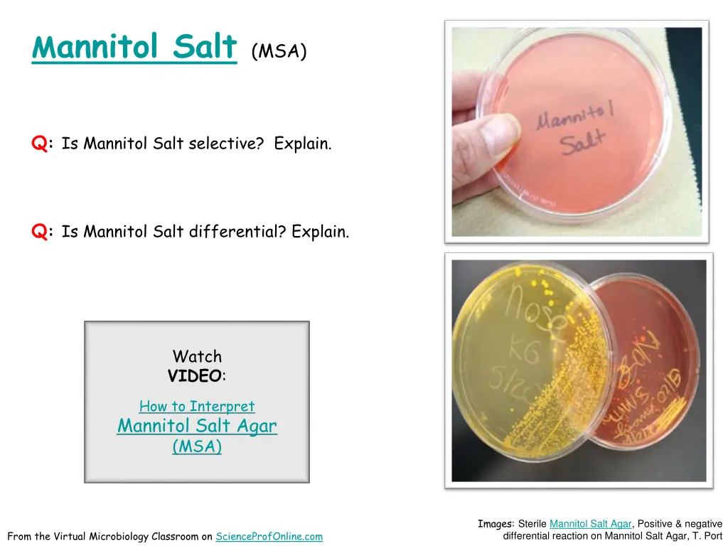 m annitol salt msa