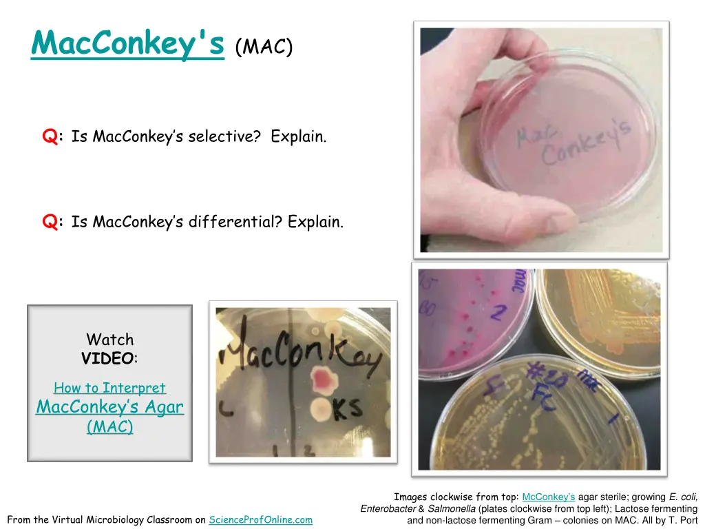 macconkey s mac