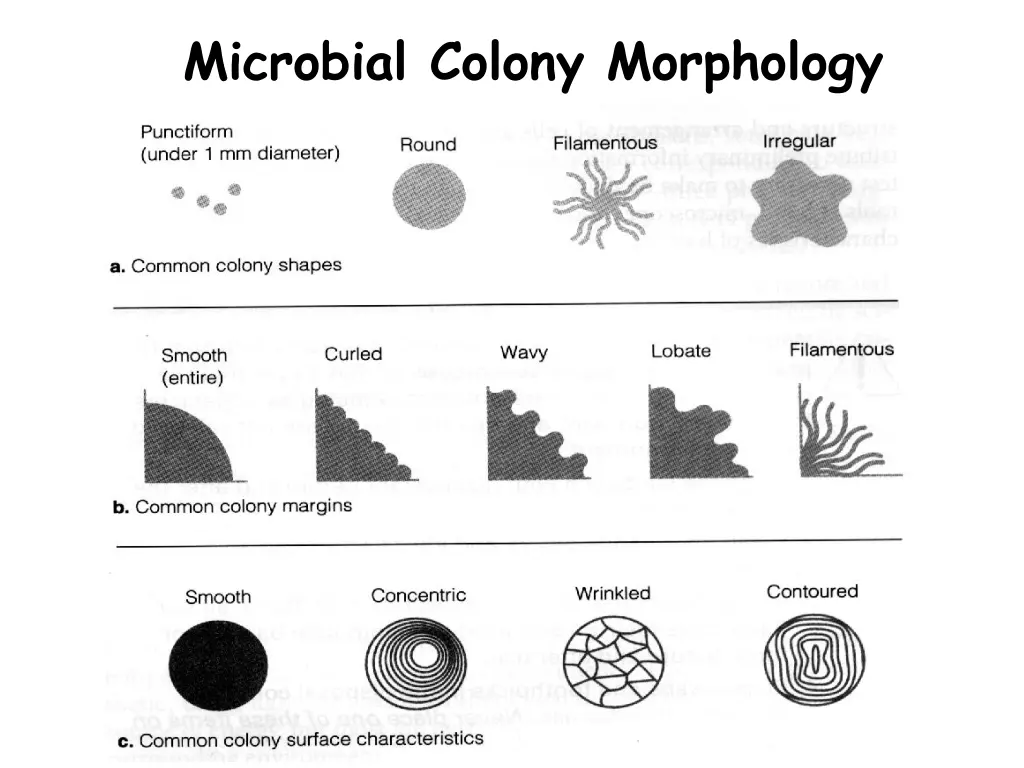 microbial colony morphology 1