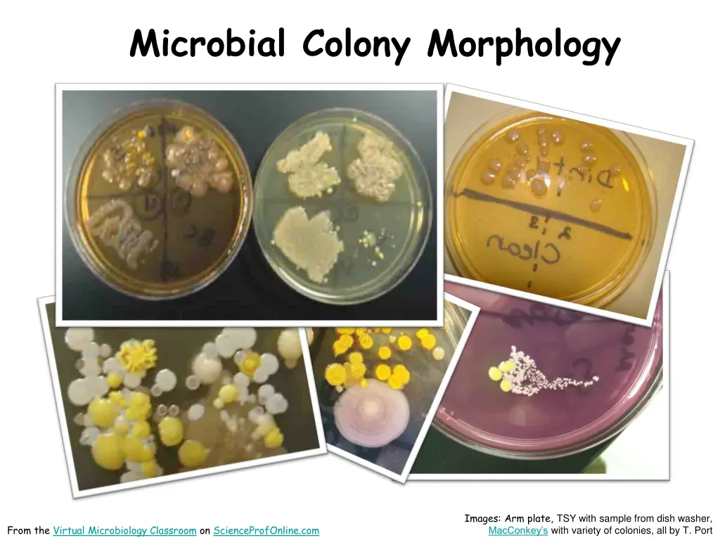 microbial colony morphology
