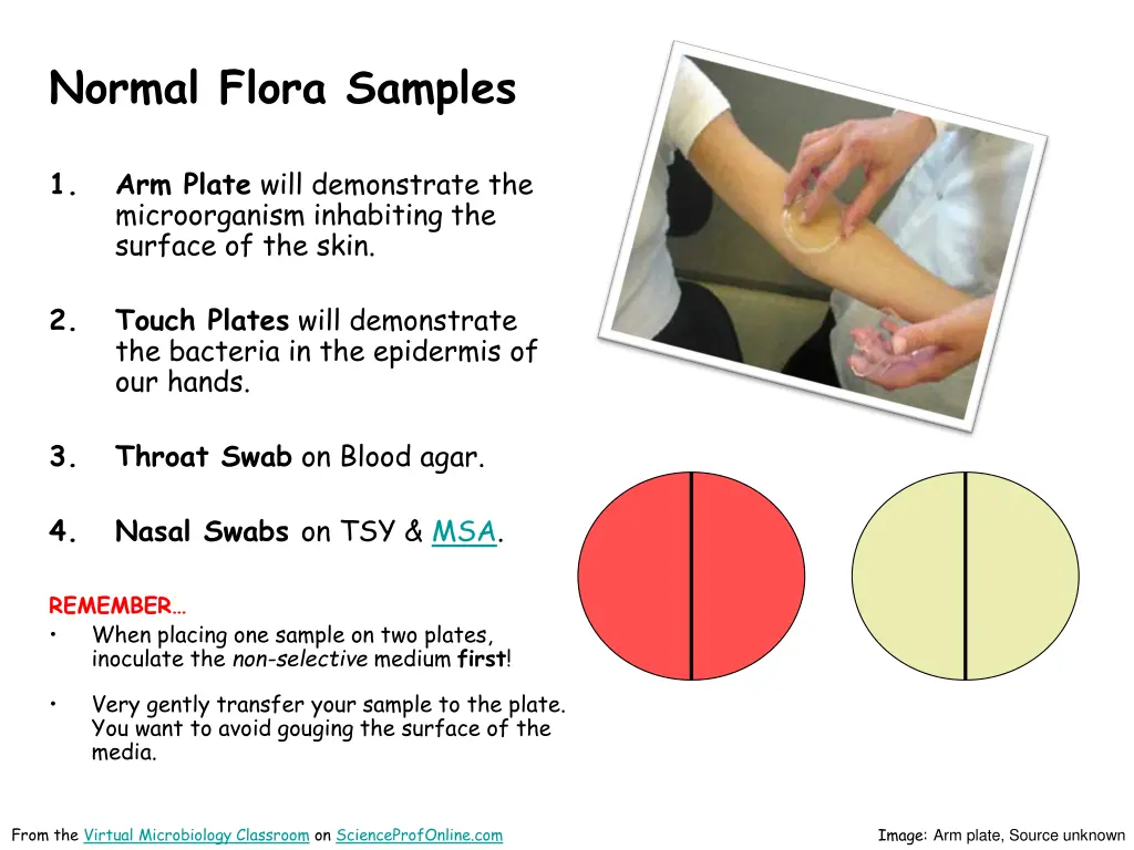normal flora samples
