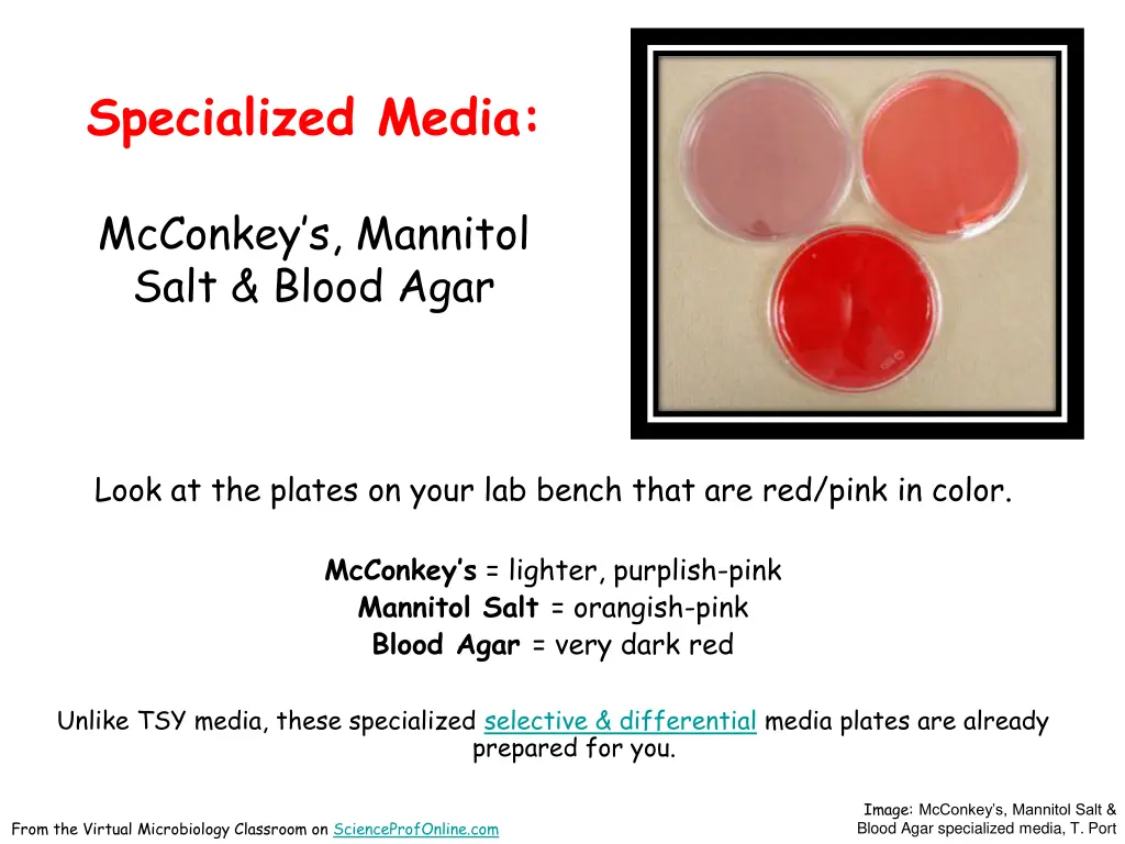 specialized media