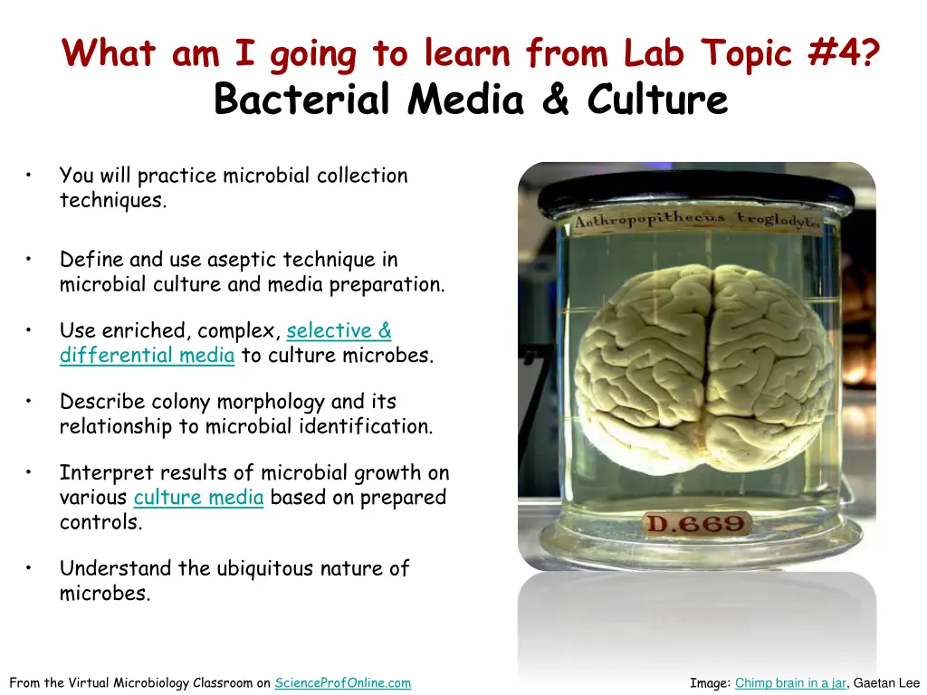 what am i going to learn from lab topic