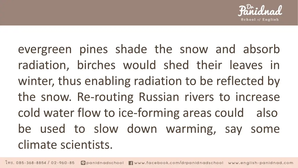 evergreen pines shade the snow and absorb