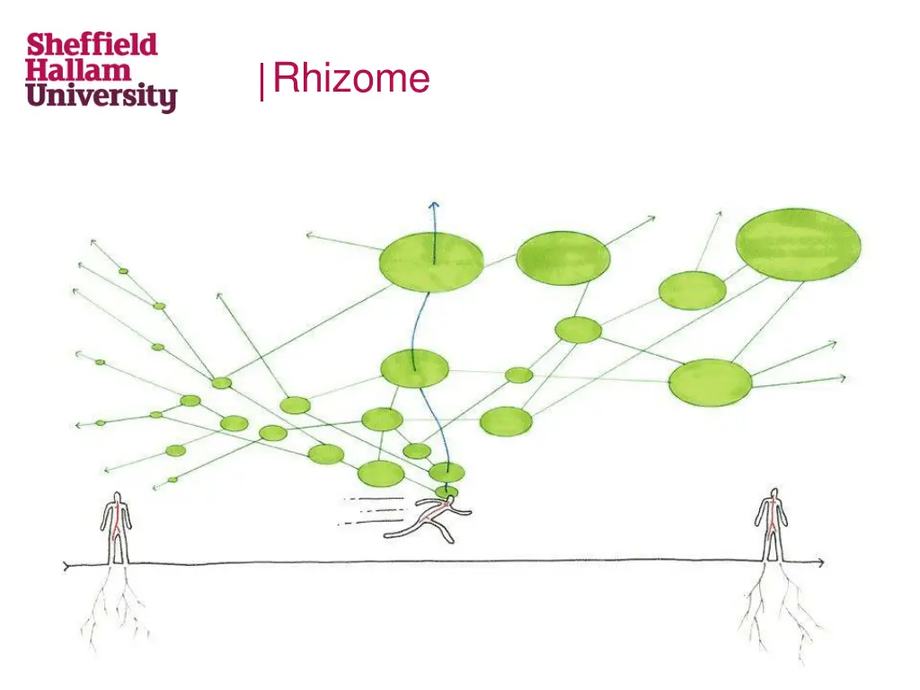 rhizome