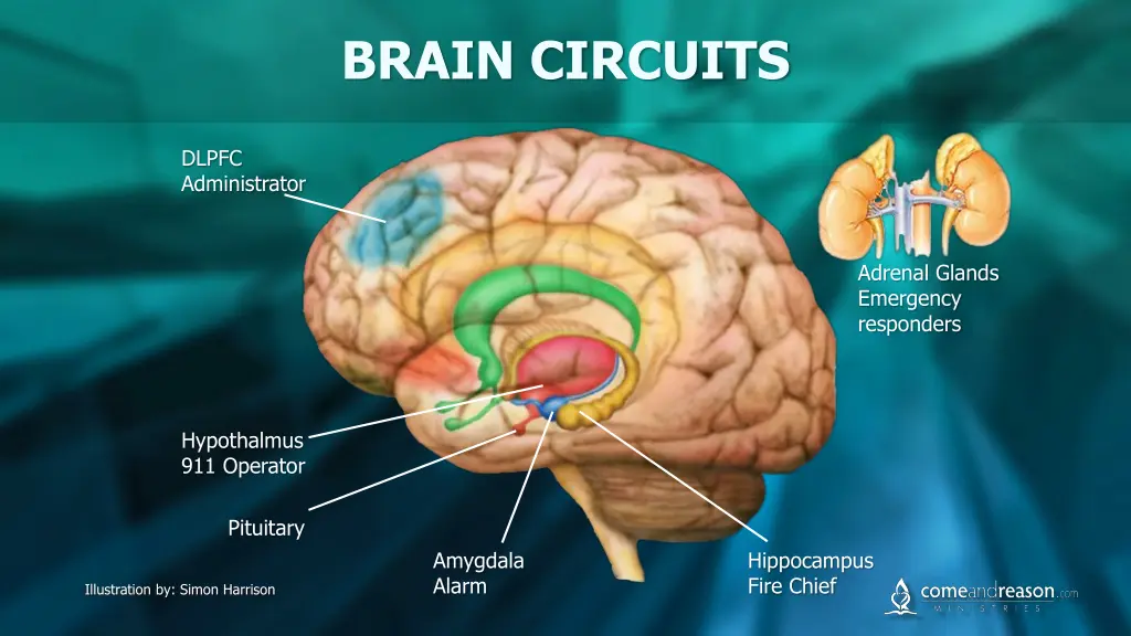 brain circuits