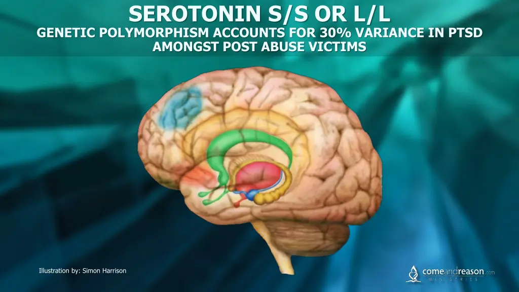 serotonin s s or l l genetic polymorphism