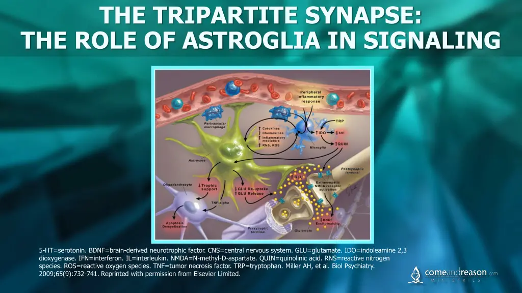 the tripartite synapse the role of astroglia 1