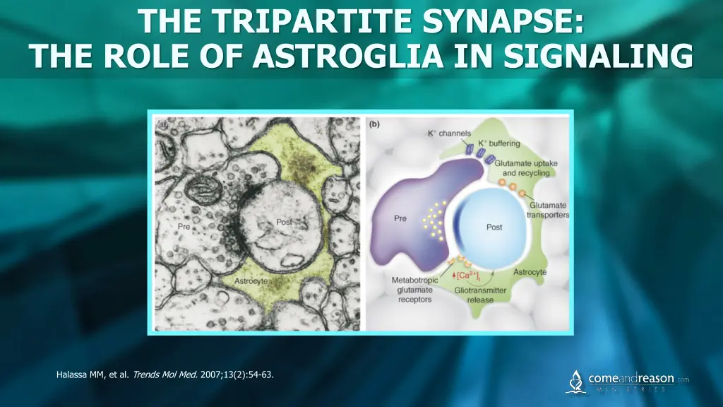 the tripartite synapse the role of astroglia