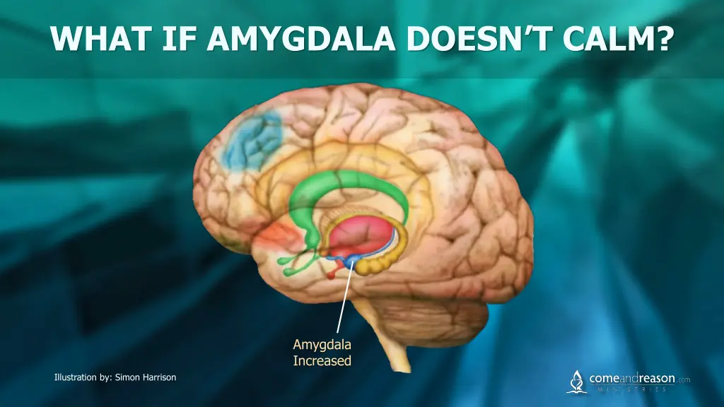 what if amygdala doesn t calm